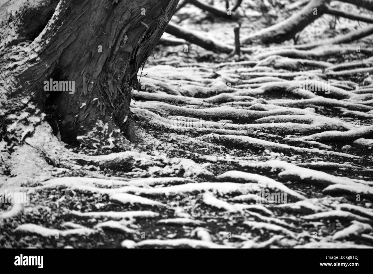 Tree roots with fresh snow Stock Photo - Alamy