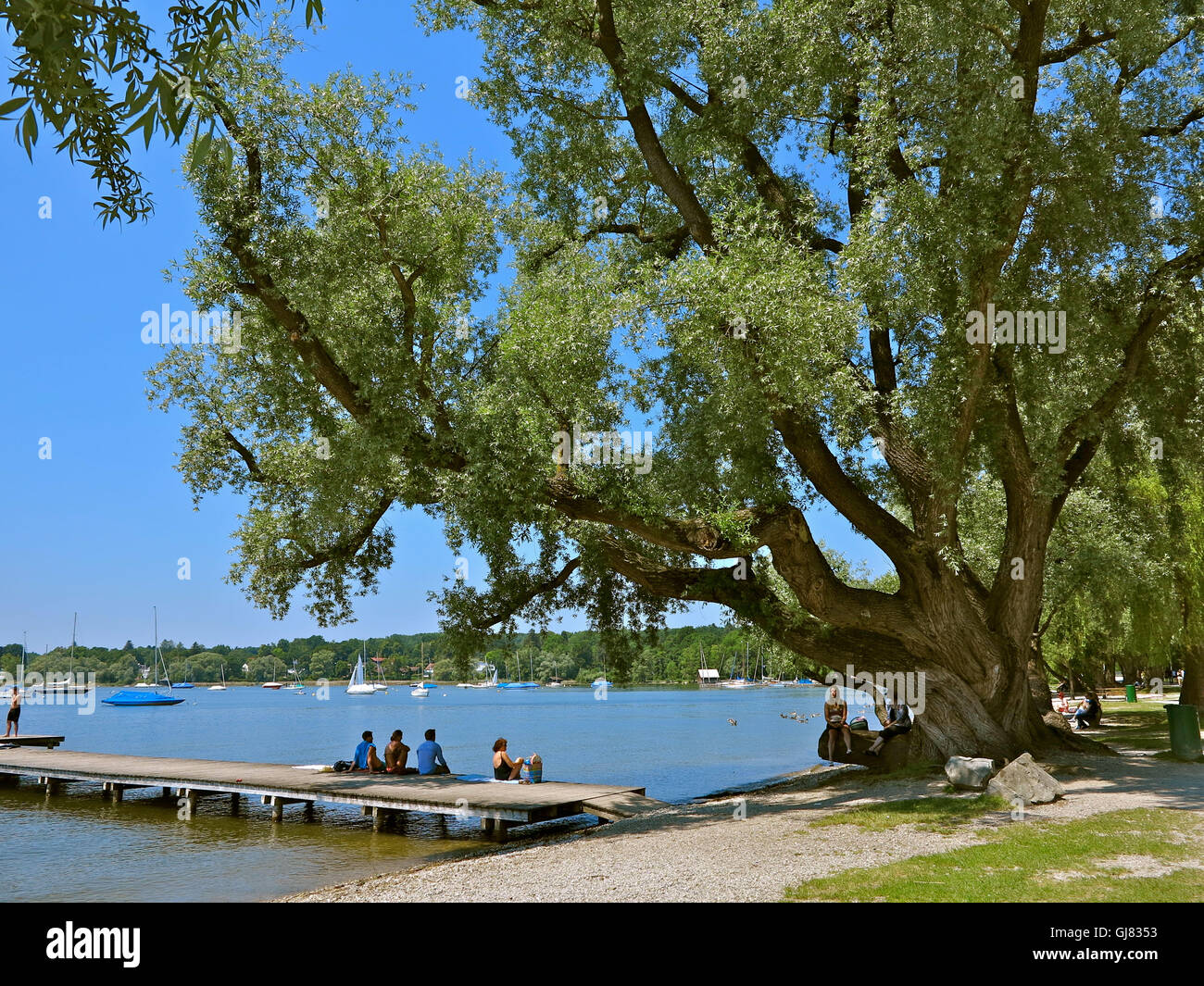 Ammersee, Germany, big tree, Herrsching, Upper Bavaria Stock Photo