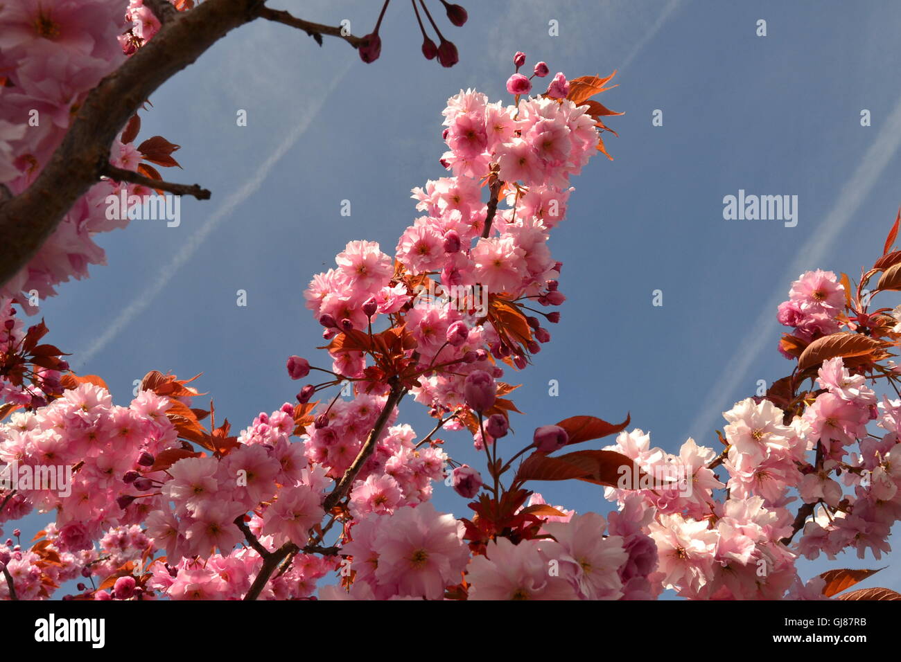 Pink Cherry Tree Blossom flowers against a blue sky with chemtrails Stock Photo