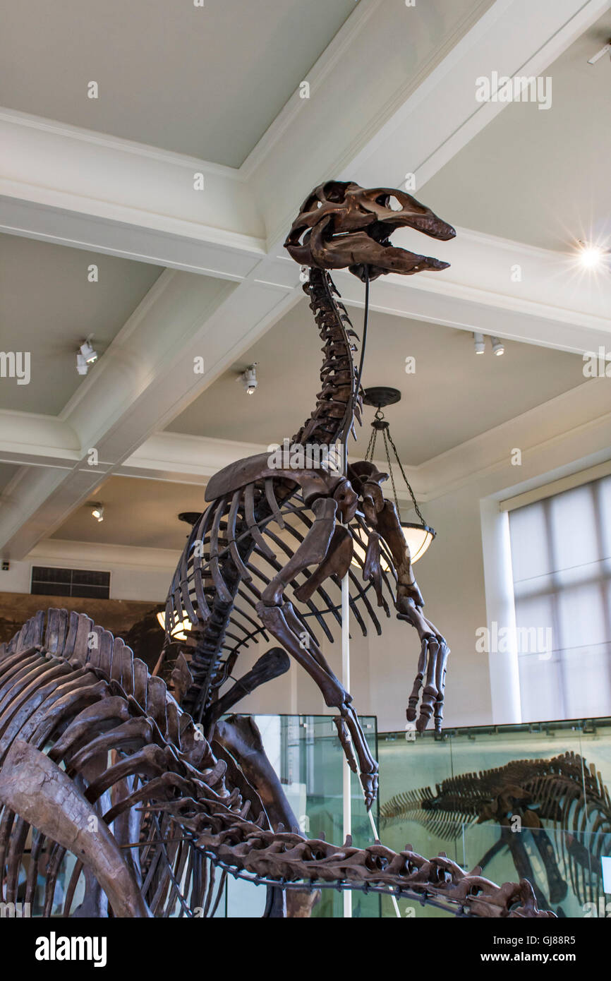 Anatotitan copei from American Museum of Natural History in New York. Stock Photo