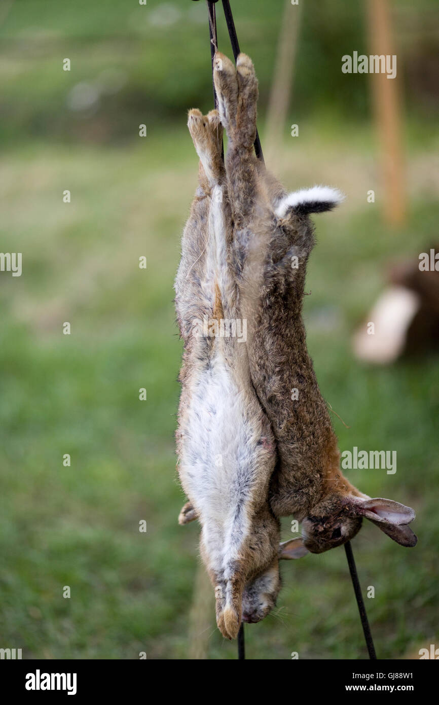 Rabbits dead rabbits sport hires stock photography and images Alamy