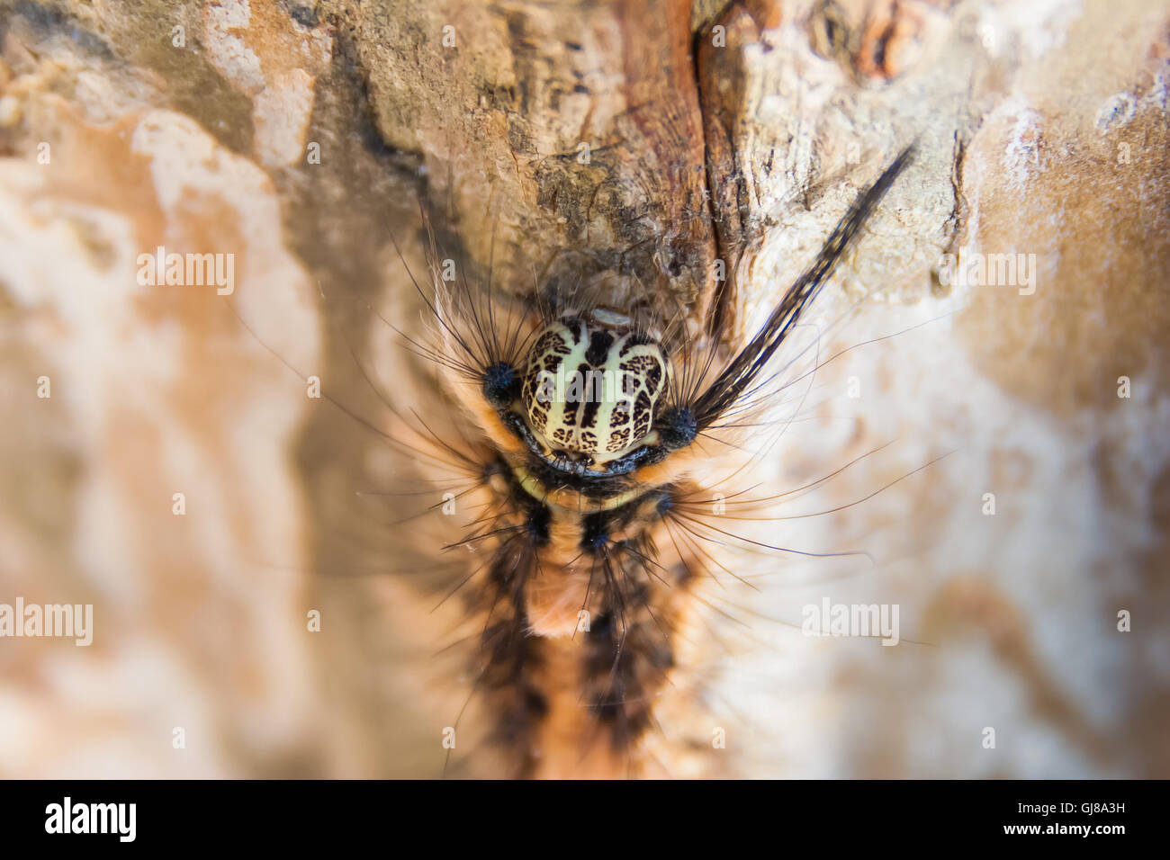 Closeup of a caterpillars head on a tree. Stock Photo