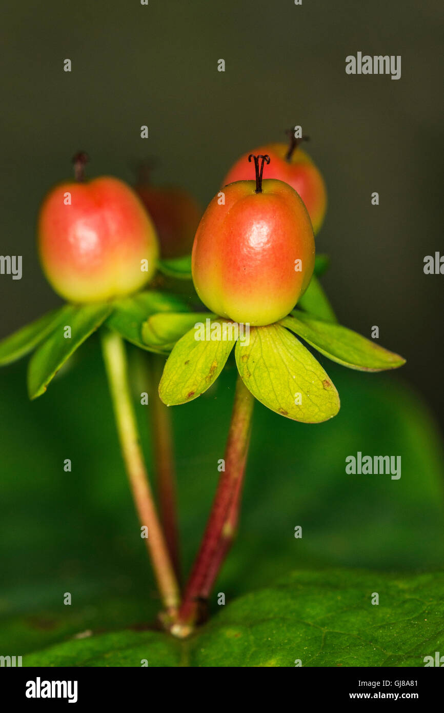 Tutsan - Hypericum androsaemum garden shrub Stock Photo - Alamy