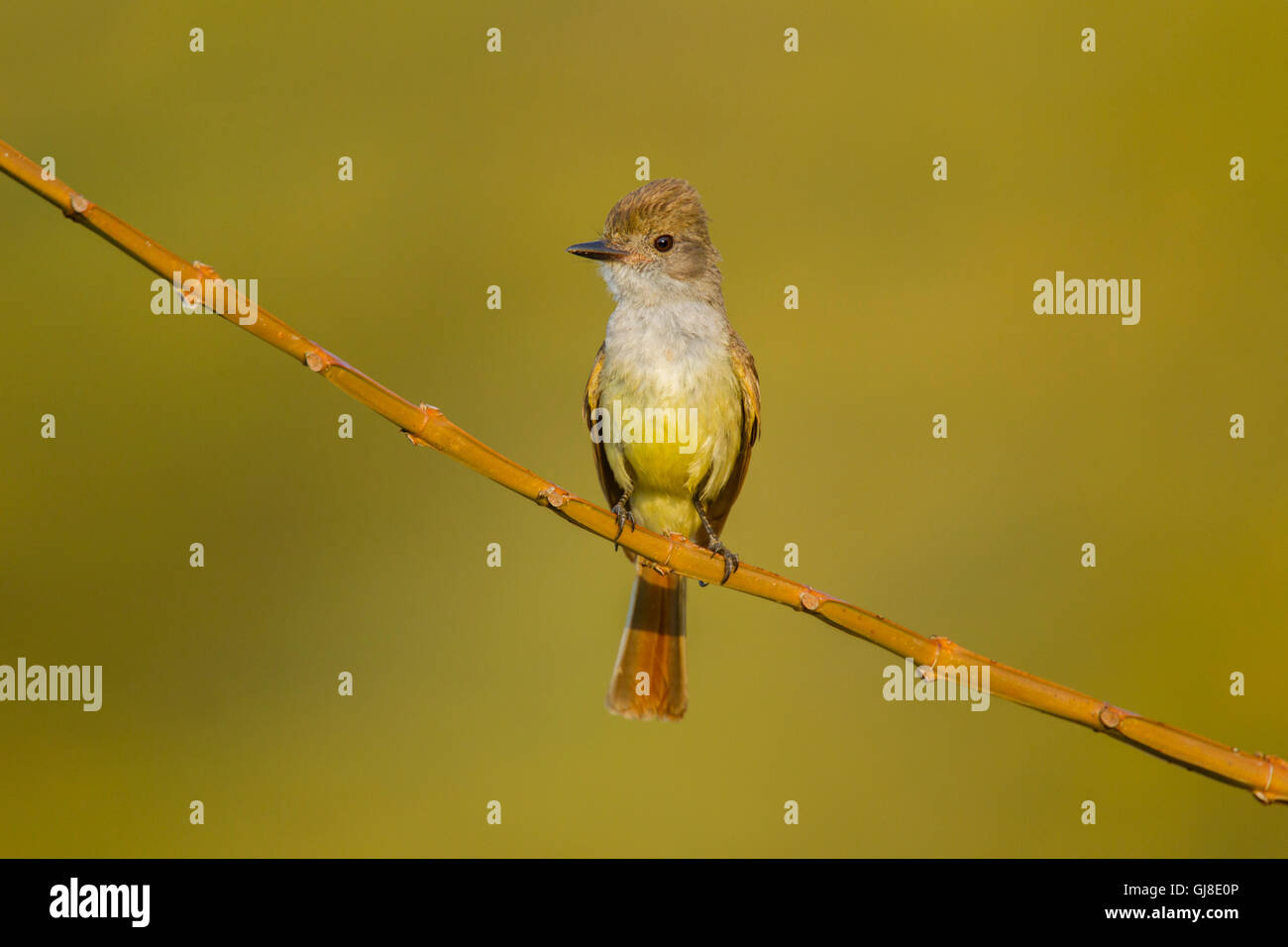 Myiarchus nuttingi hires stock photography and images Alamy