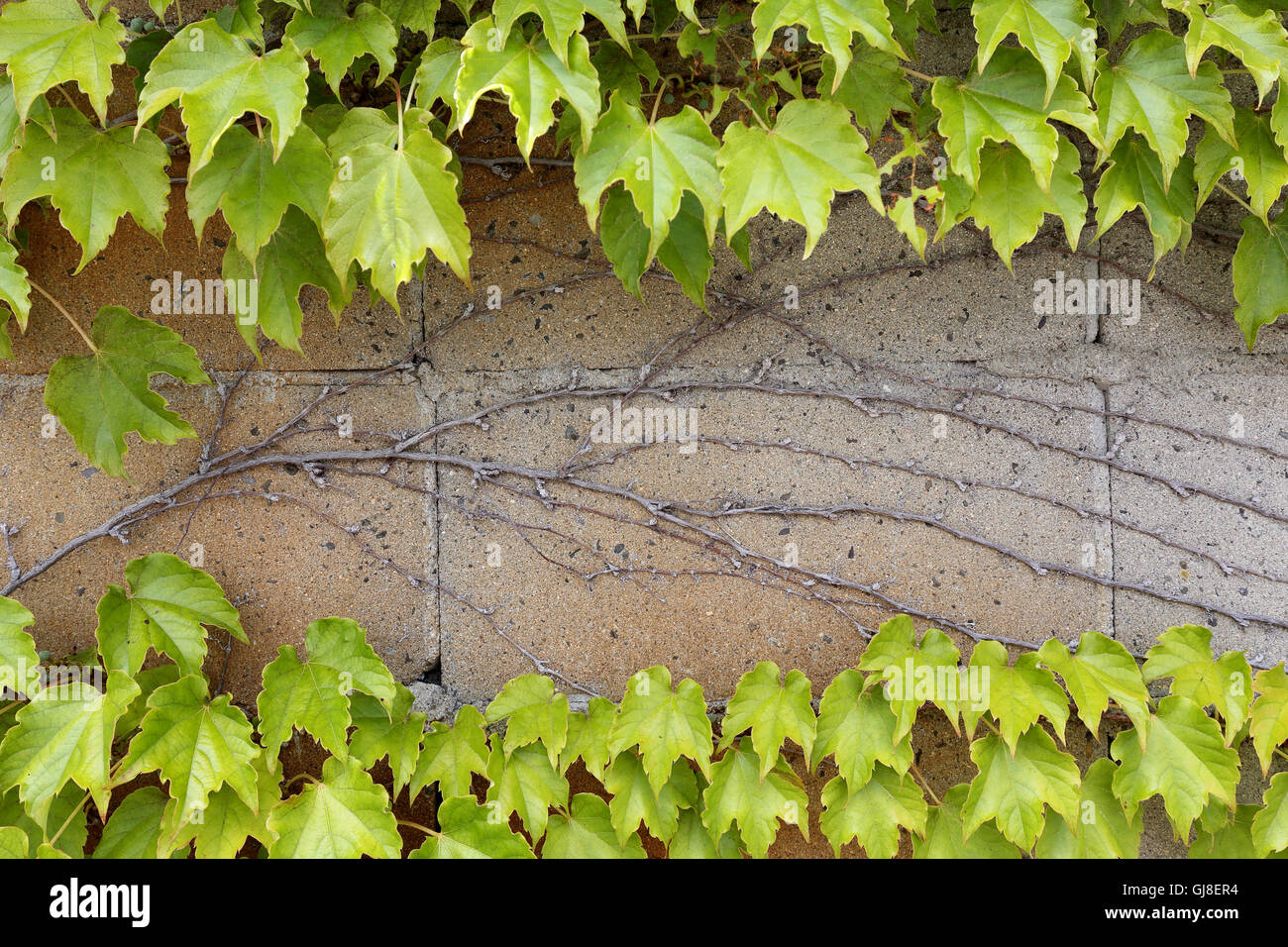 ivy leaves growing on a wall background in the spring Stock Photo
