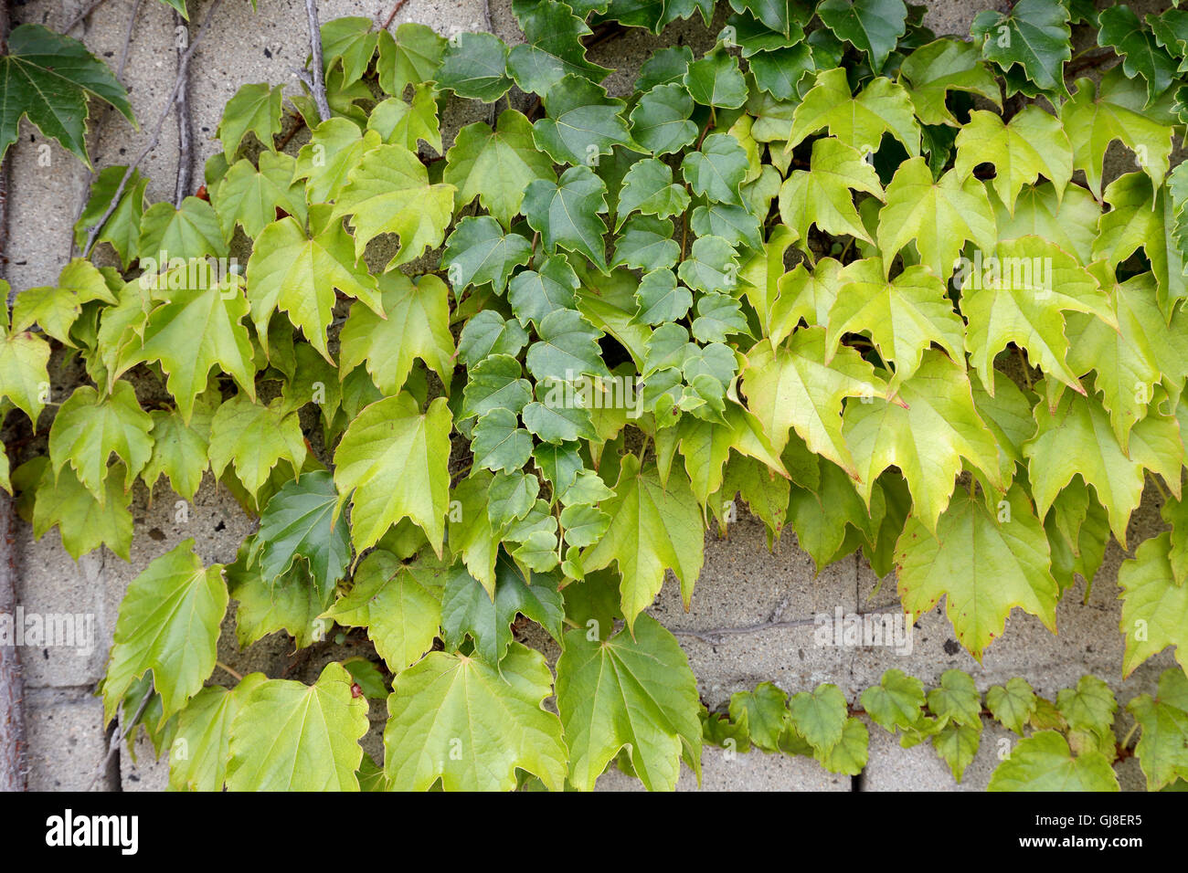 ivy leaves growing on a wall background in the spring Stock Photo