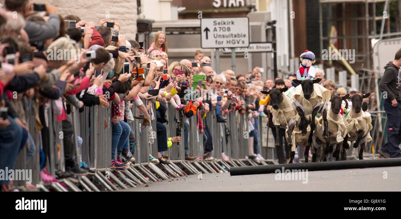 Moffat, Scotland. 14th August, 2016. Moffat sheep racing 2016: Sheep racing down Moffat High Street Credit:  South West Images Scotland/Alamy Live News Stock Photo