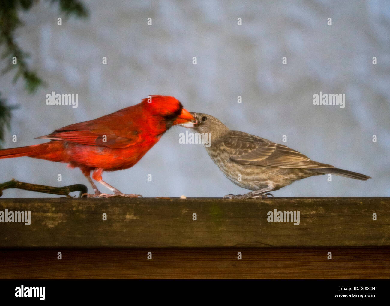 Oak Park, IL, USA. 14th Aug, 2016. A male northern cardinal (Cardinalis cardinalis) feeds a fledgling brown-headed cowbird (Molothrus ater). Brown-headed cowbirds are brood parasites and lay their eggs in other bird species' nests. Some victims remove the cowbird eggs from the nest, frequently resulting in retaliatory behavior from the female cowbird, who returns to destroy the host's eggs. Credit:  Todd Bannor/Alamy Live News Stock Photo