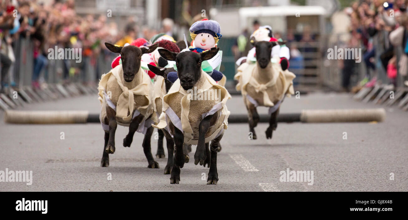 Moffat, Scotland. 14th August, 2016. Moffat sheep racing 2016: Sheep raceing down Moffat High Street Credit:  South West Images Scotland/Alamy Live News Stock Photo