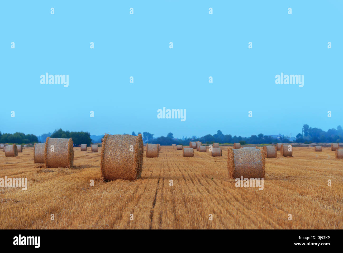 Amazing rural scene on autumn field with straw roles Stock Photo