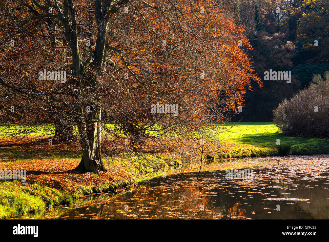 Pond fog through trees branches hi-res stock photography and images - Alamy