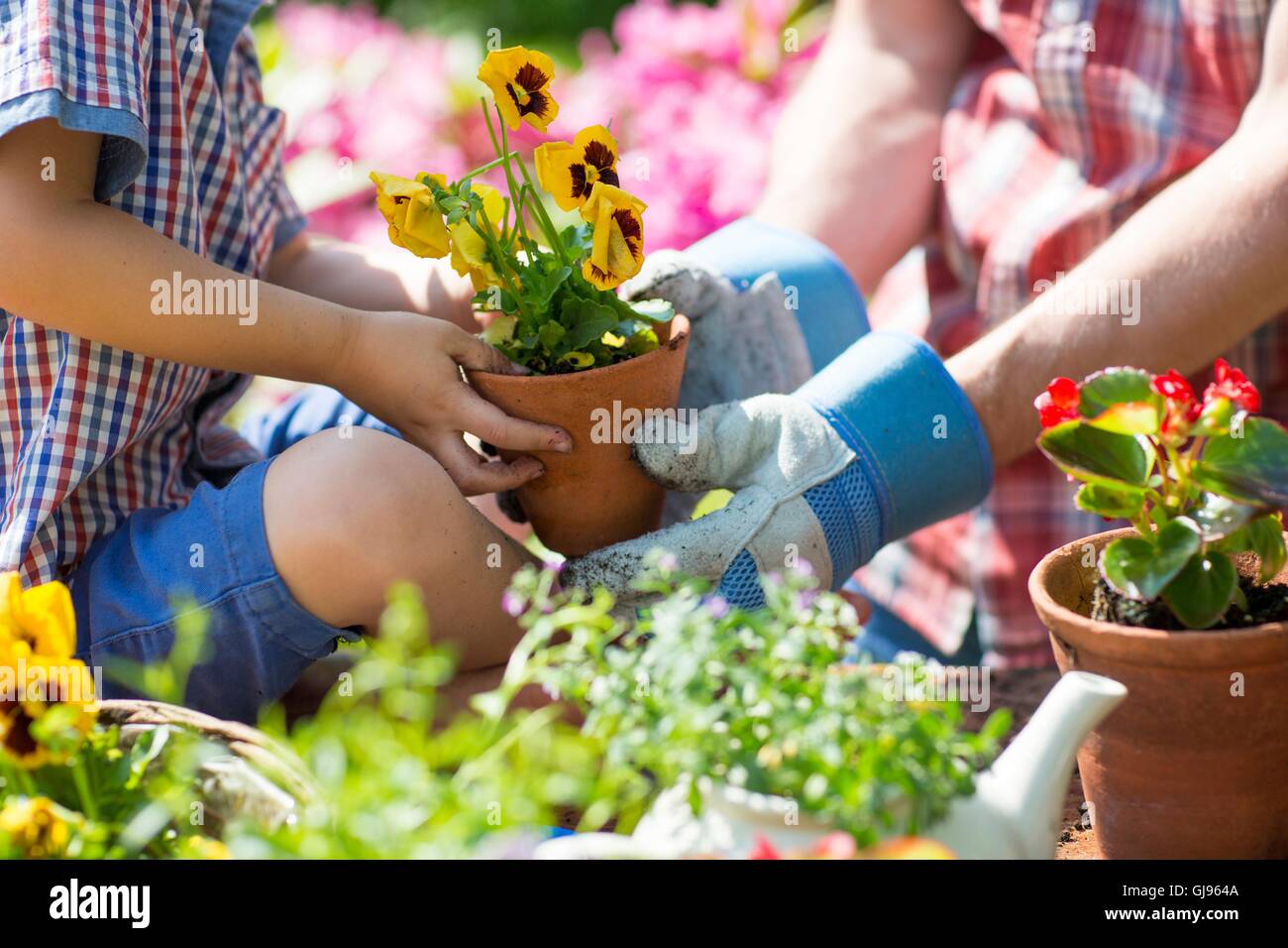PROPERTY RELEASED. MODEL RELEASED. Father and son holding plant in garden, close up. Stock Photo