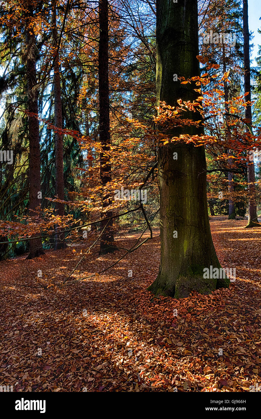 The old hornbeam forest in falls morning Stock Photo
