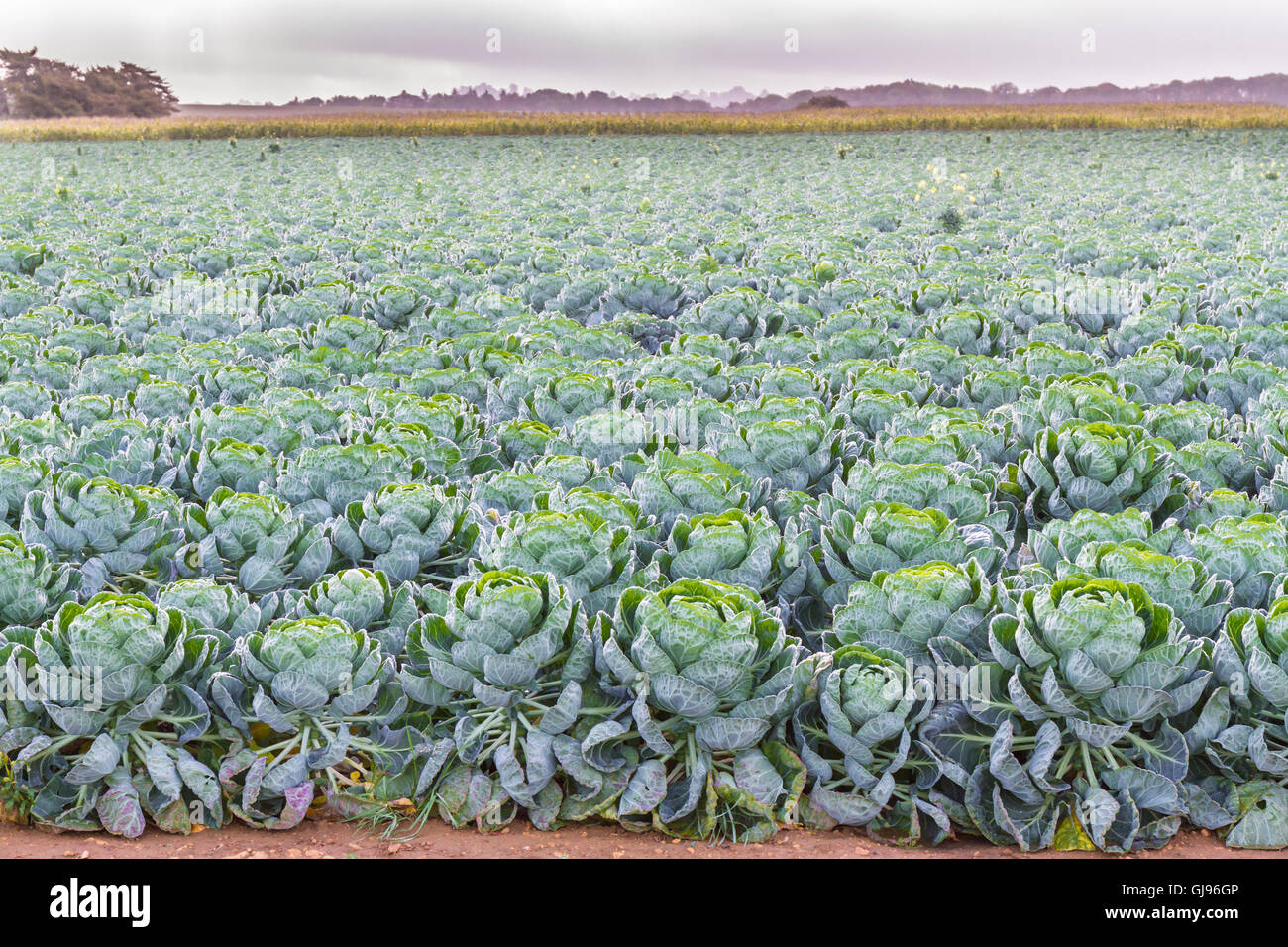 Field of Brussels Sprouts plants (Brassica oleracea)  early autumn morning Stock Photo