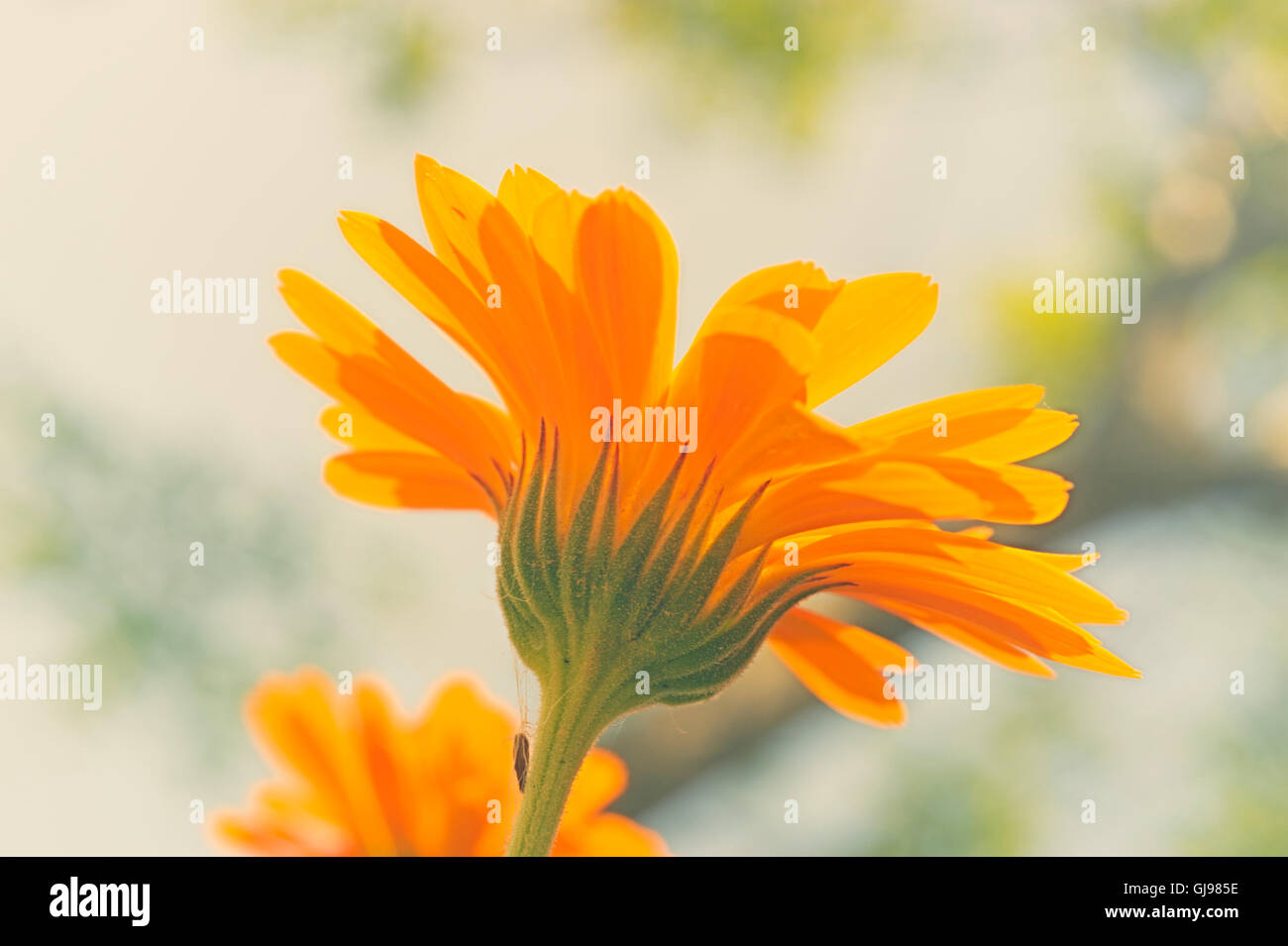 Close-up of Common marigold (Calendula officinalis) Stock Photo