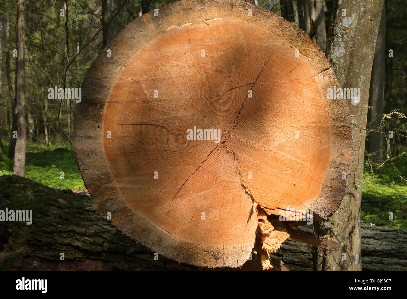 Old pine tree more than 200 years of Bialowieza Forest stand cross-section closeup,Bialowieza forest,Poland,Europe Stock Photo