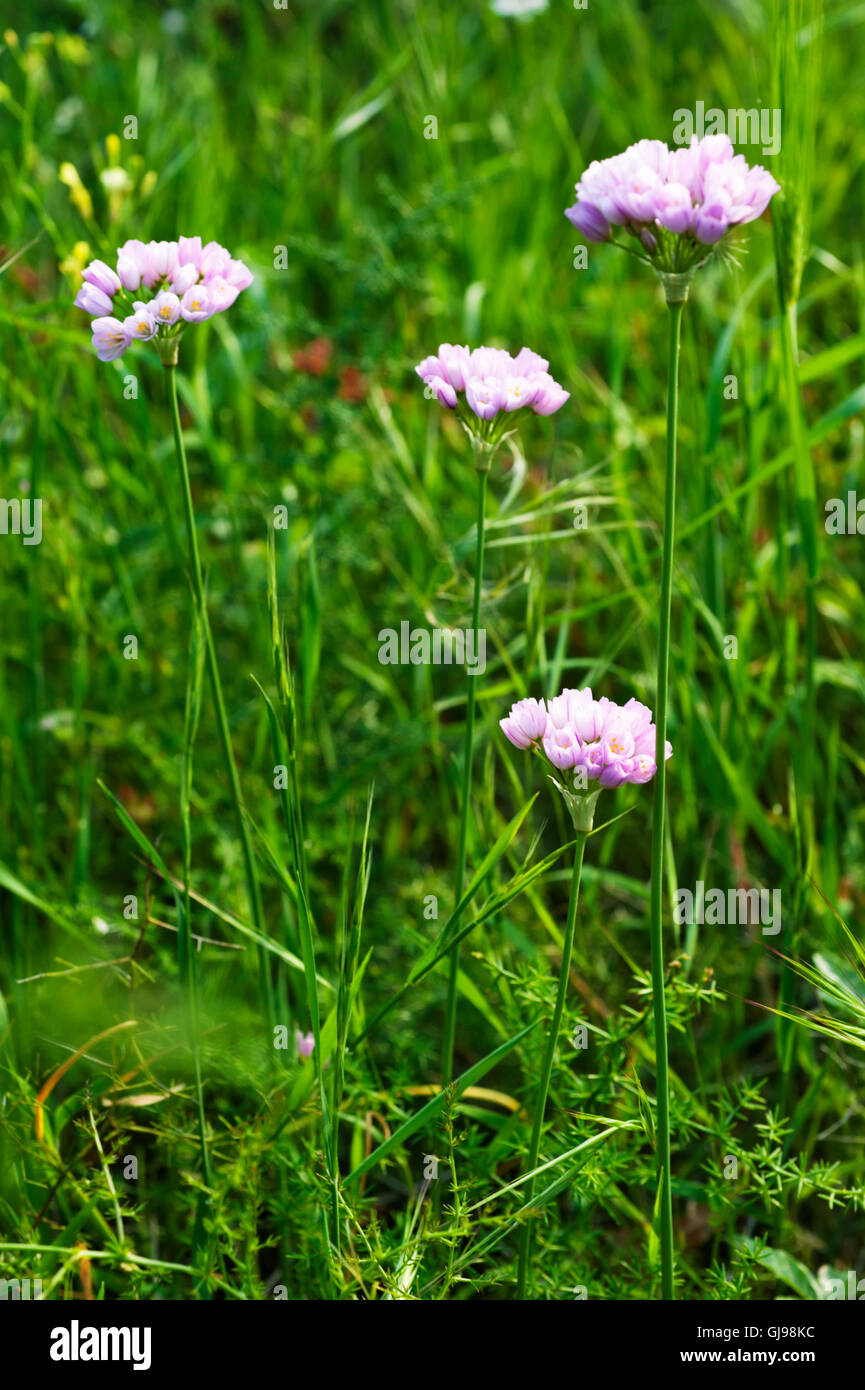 Rosy Garlic (Allium roseum) on Pelion Peninsula, Greece Stock Photo