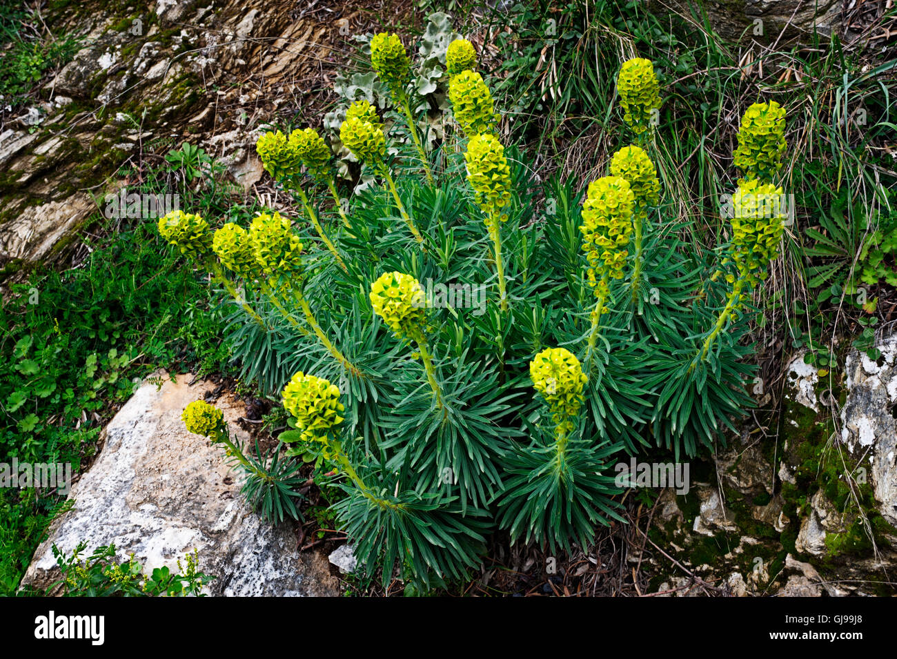 Cypress spurge (Euphorbia cyparissias) blooming between rocks Stock Photo