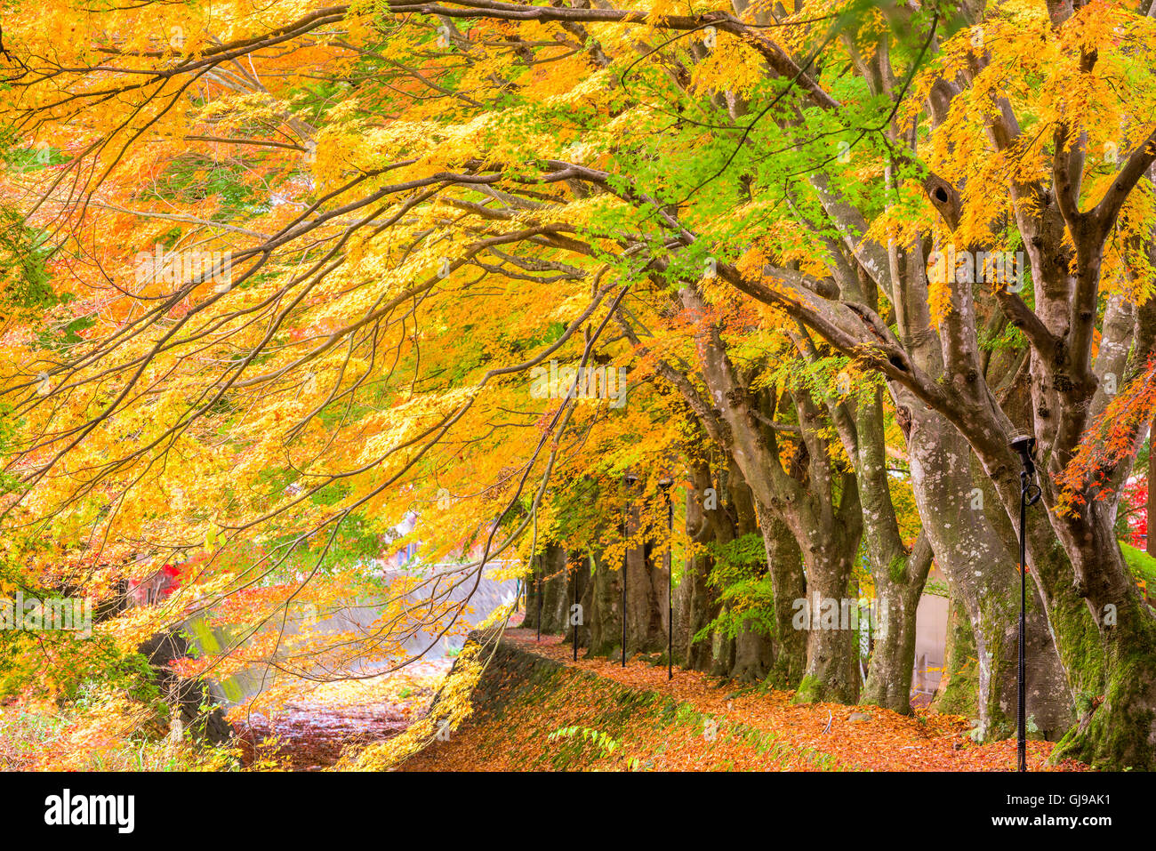 Maple Corridor near Kawaguchi Lake and Mt. Fuji, Japan during autumn. Stock Photo