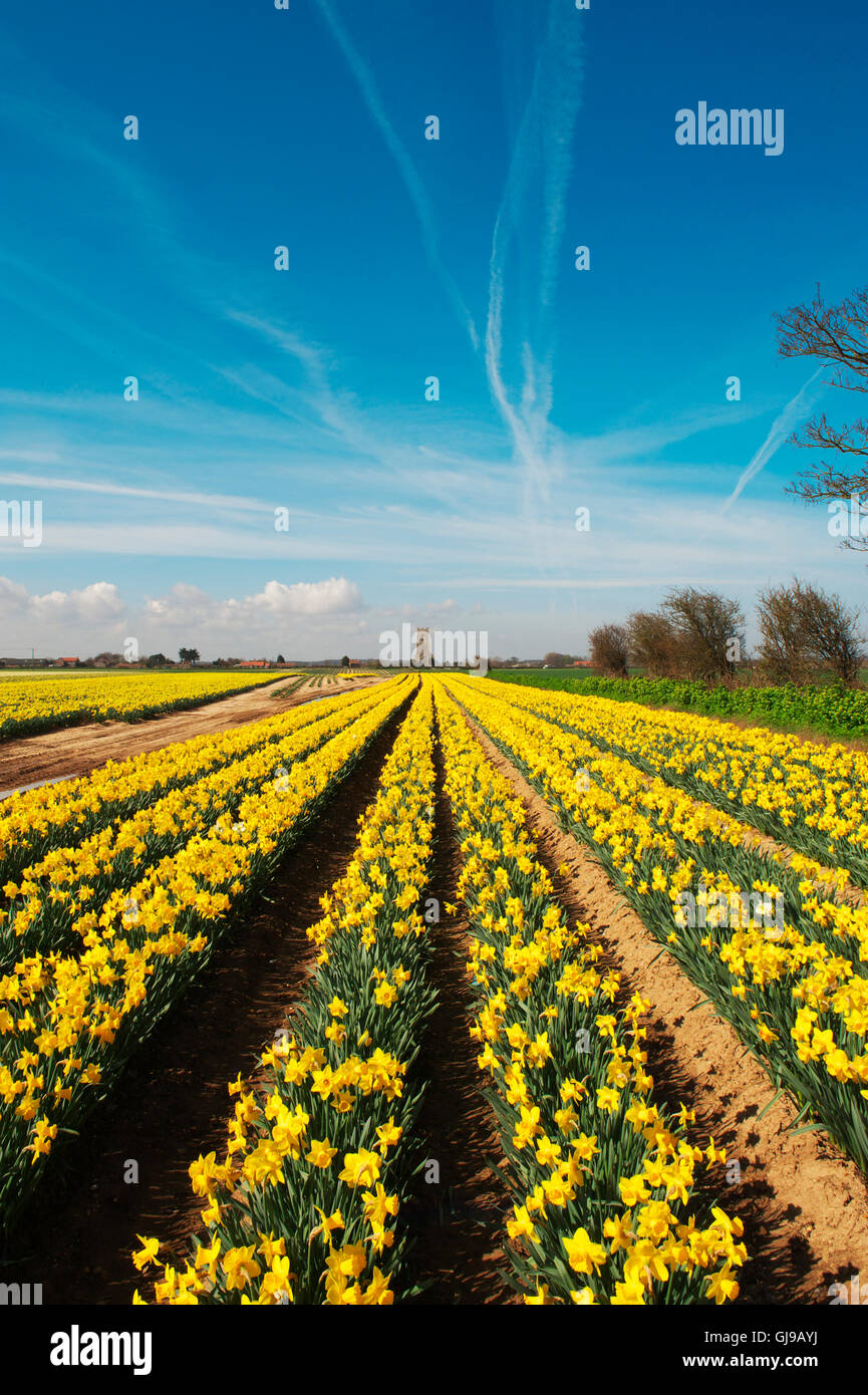 Daffodil field in Norfolk near the Norfolk Broads in Happisburgh Stock