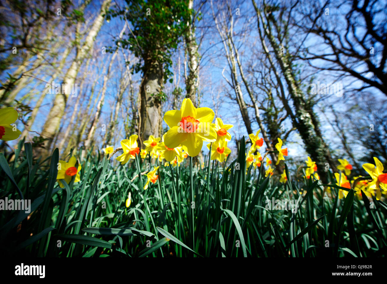 Daffodils in Norfolk, near the Broads Spring 2010 Stock Photo