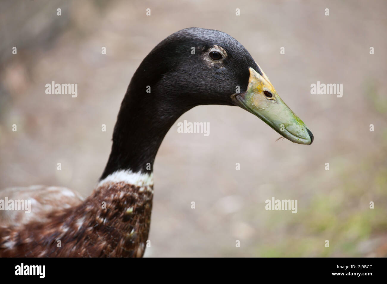 Domestic duck (Anas platyrhynchos domesticus Stock Photo Alamy
