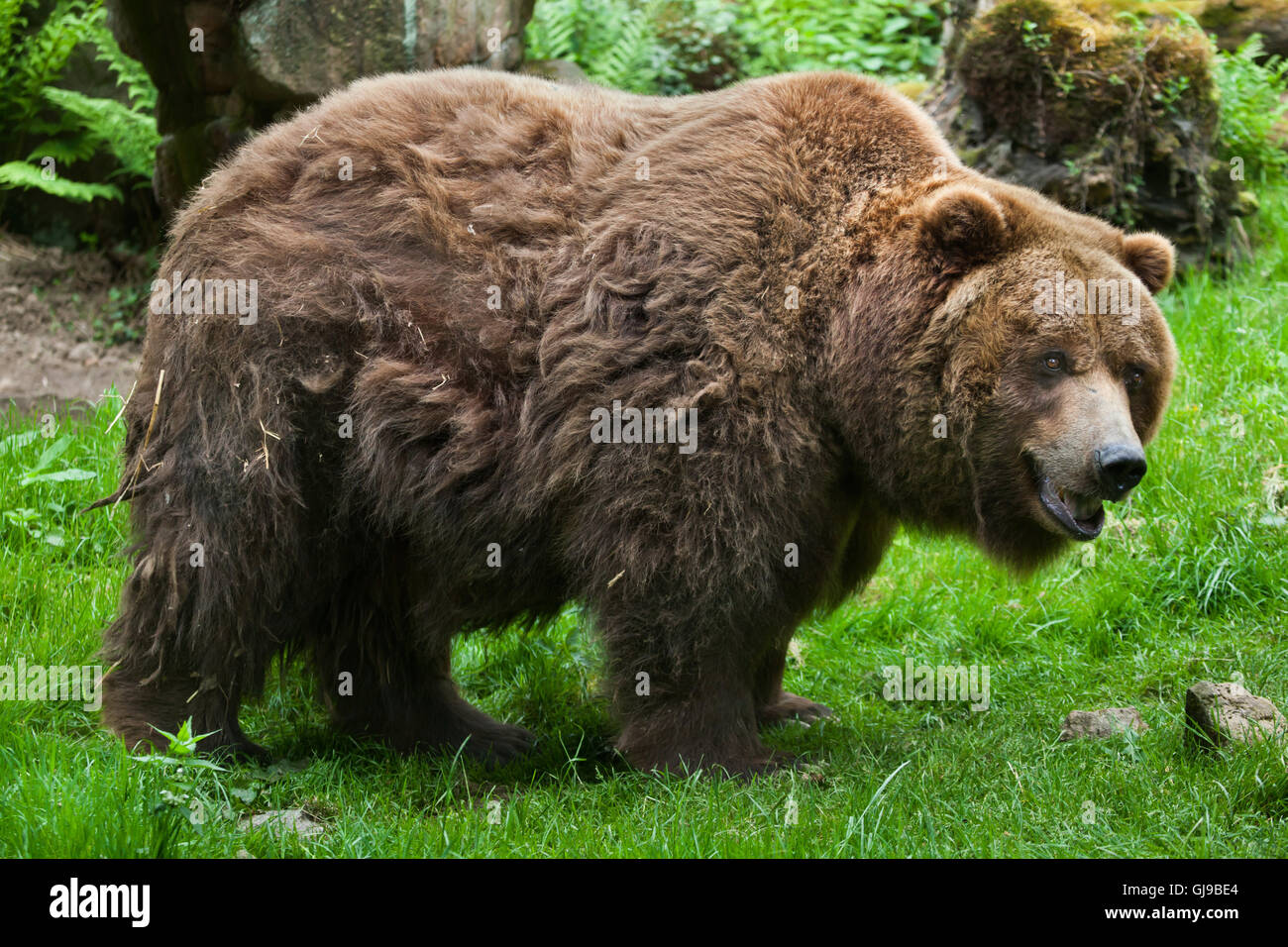 Mainland grizzly (Ursus arctos horribilis) at Decin Zoo in North Bohemia, Czech Republic. Male mainland grizzly bear Siegfried Stock Photo