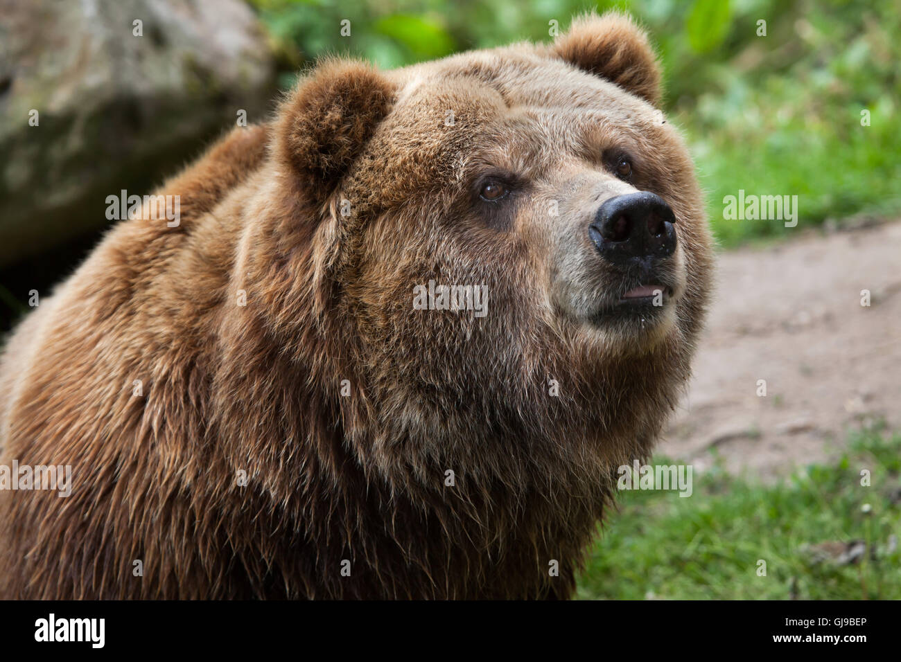 Mainland grizzly (Ursus arctos horribilis) at Decin Zoo in North Bohemia, Czech Republic. Female mainland grizzly bear Helga Stock Photo