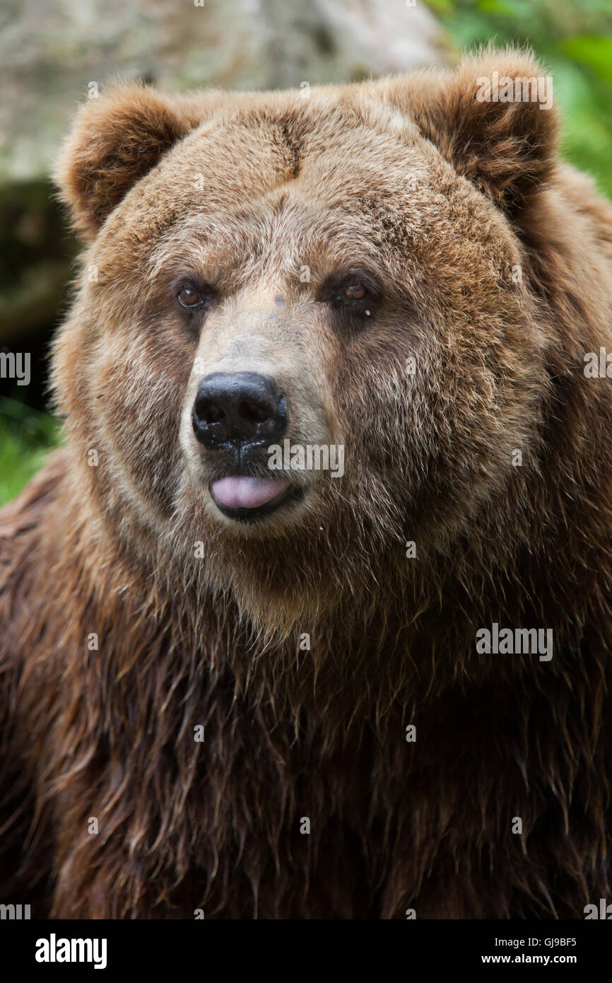 Mainland grizzly (Ursus arctos horribilis) at Decin Zoo in North Bohemia, Czech Republic. Female mainland grizzly bear Helga Stock Photo