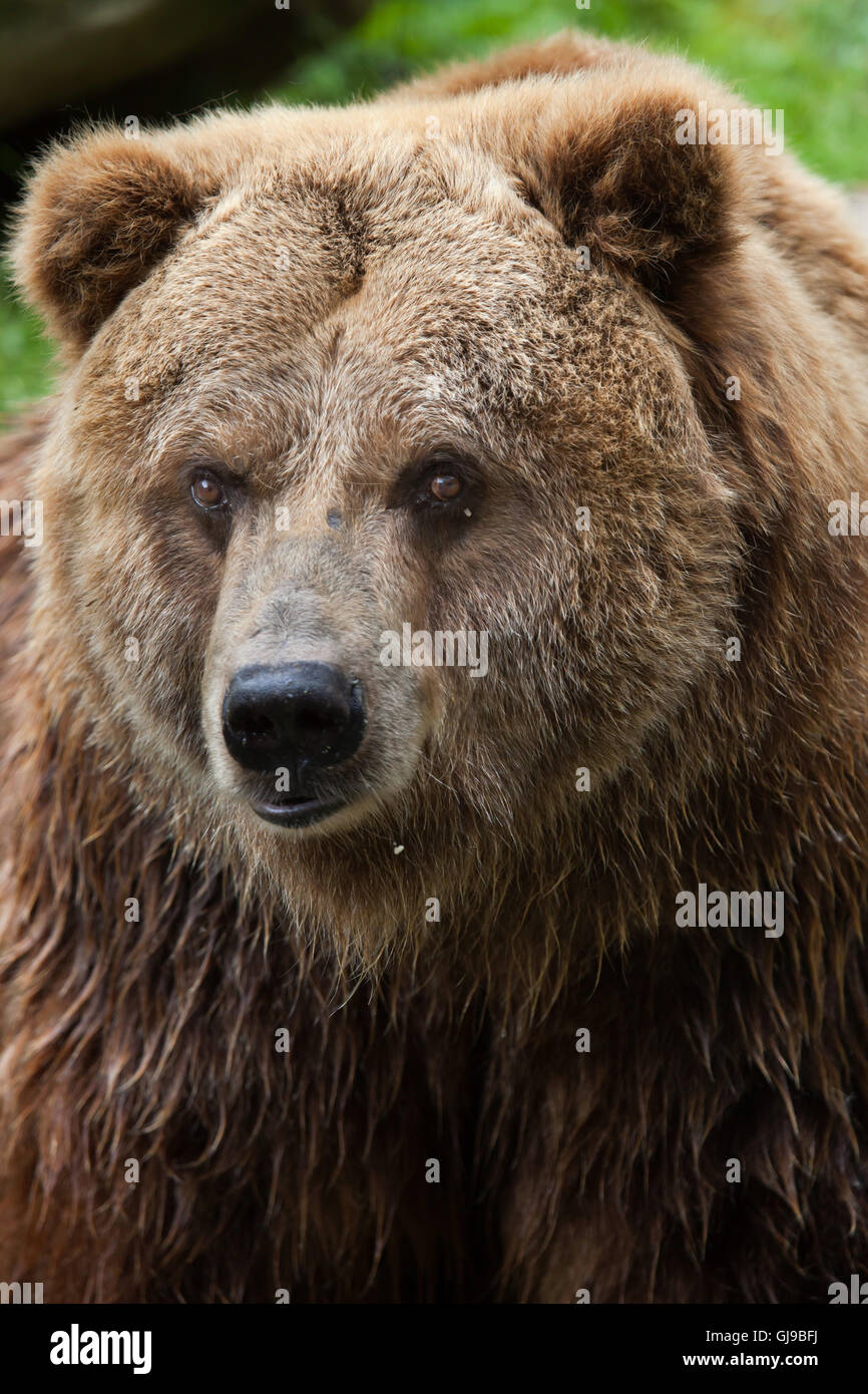Mainland grizzly (Ursus arctos horribilis) at Decin Zoo in North Bohemia, Czech Republic. Female mainland grizzly bear Helga Stock Photo