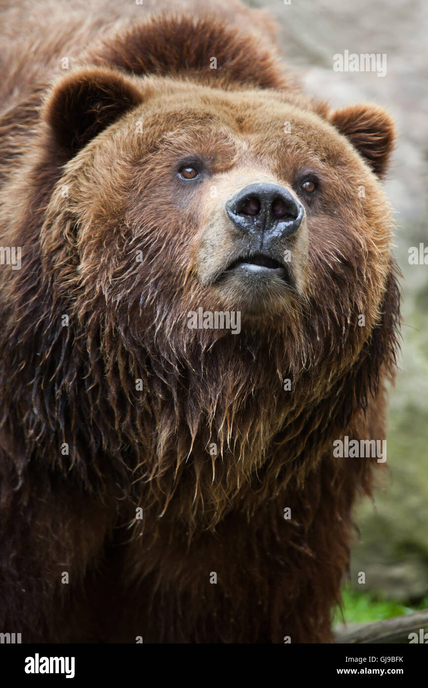 Mainland grizzly (Ursus arctos horribilis) at Decin Zoo in North Bohemia, Czech Republic. Male mainland grizzly bear Siegfried Stock Photo