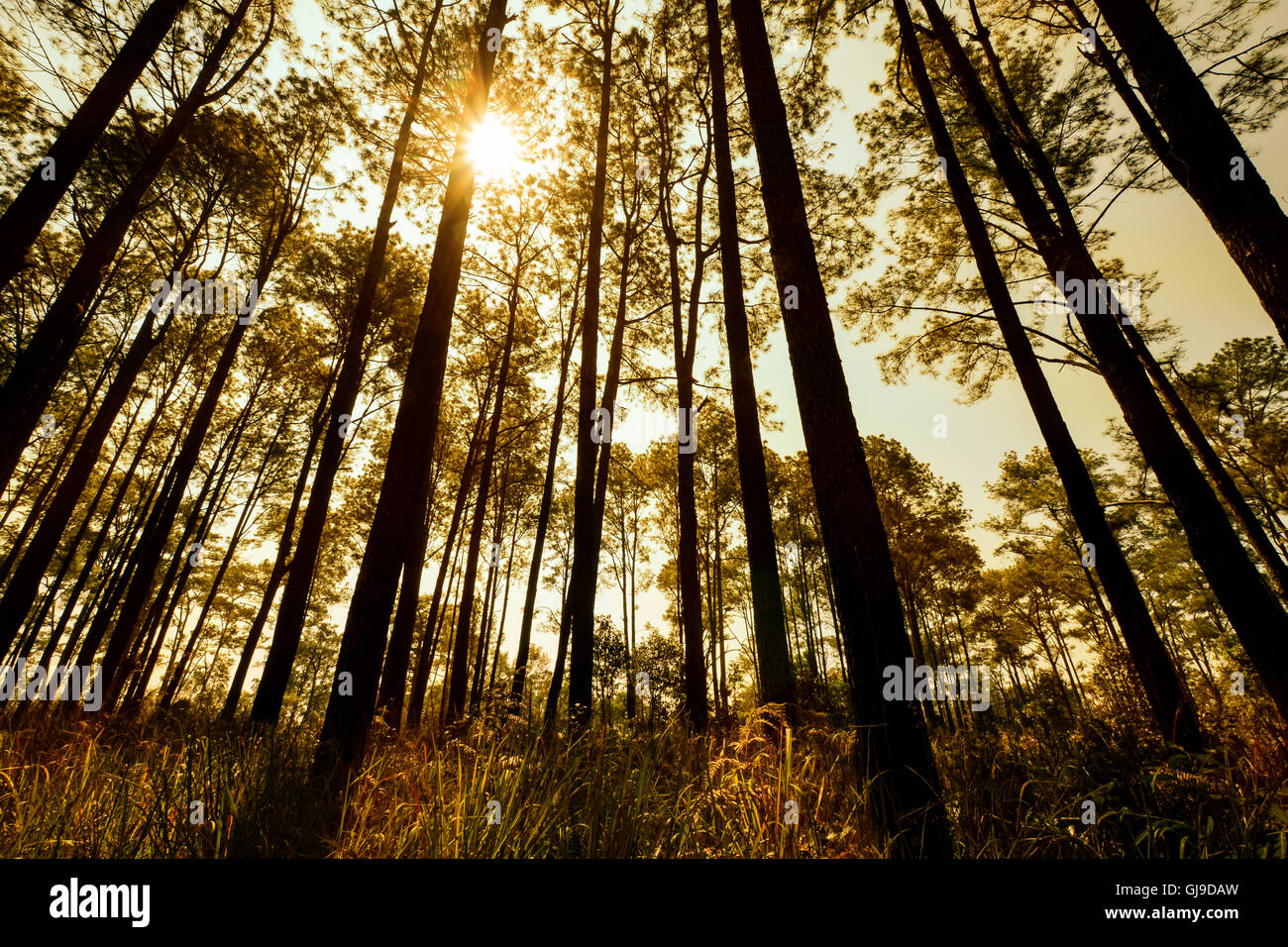 Natural Pine Forest with Evening Light. Stock Photo
