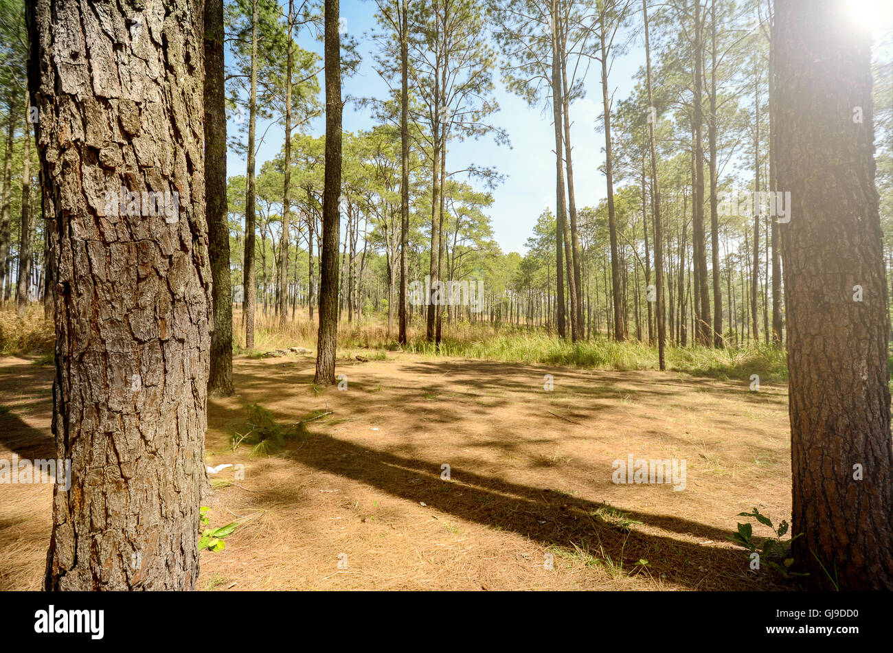 Natural Pine Forest Stock Photo
