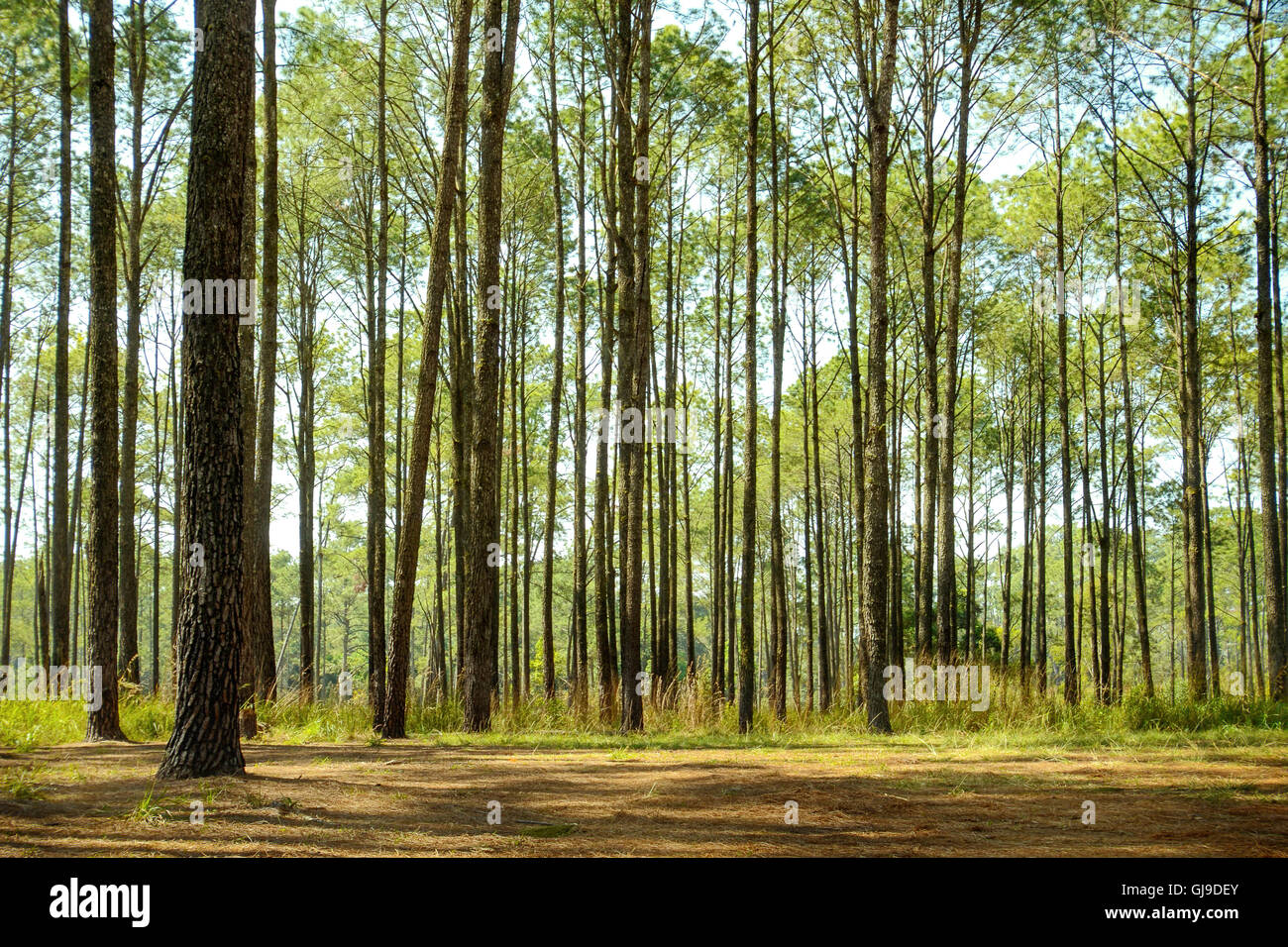 Pine Forest. Stock Photo