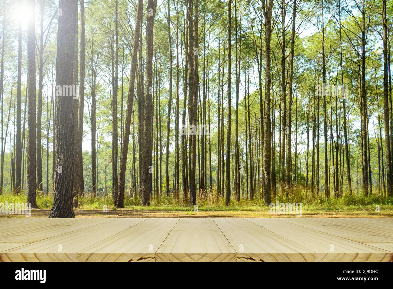 Pine wood table in the pine forest. Forest picnic background. Stock Photo