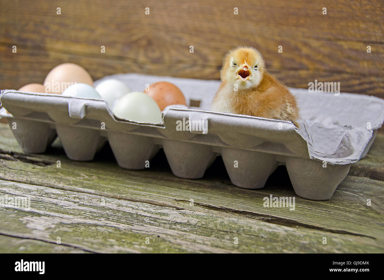Baby chick and whole eggs in gray egg carton on rustic wood. Stock Photo