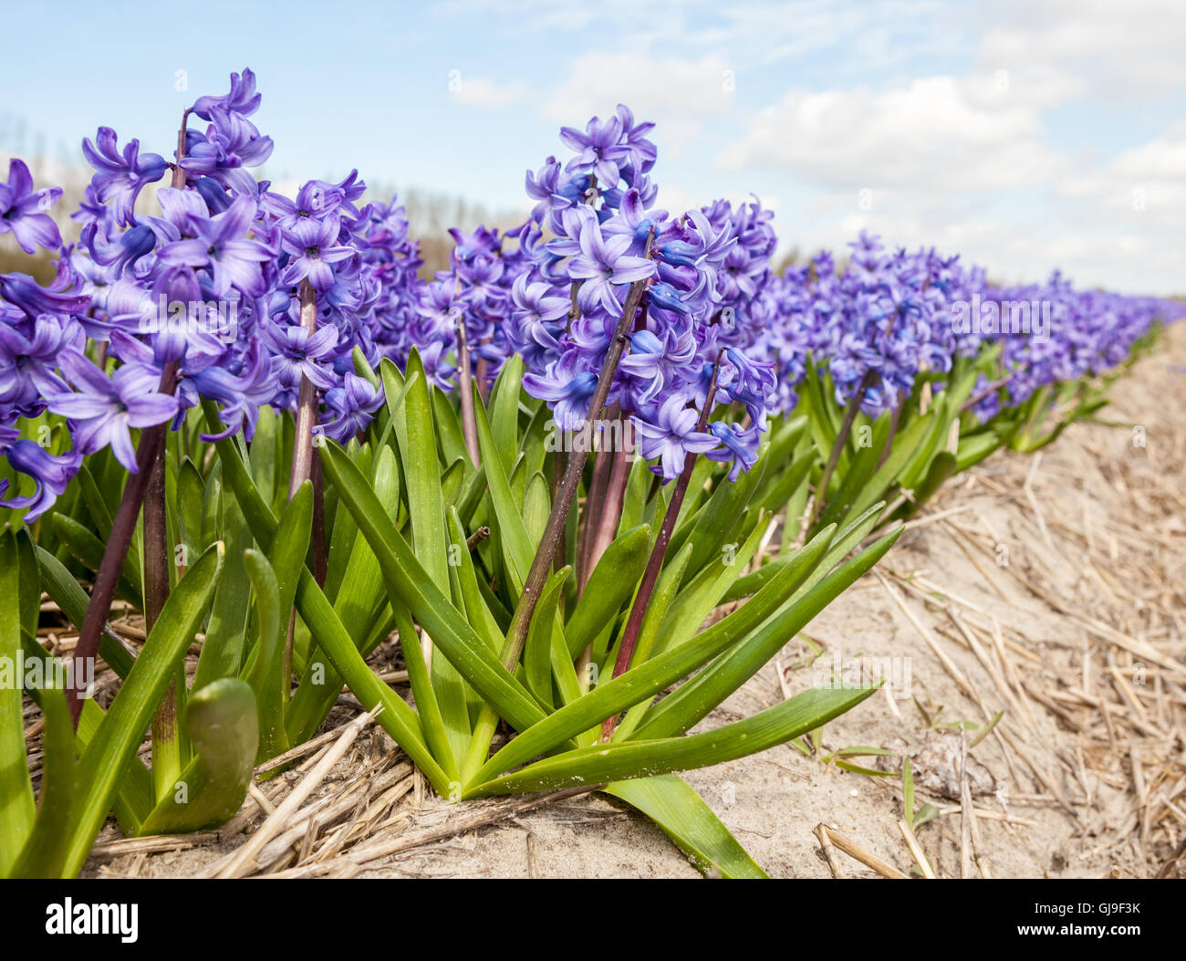 these fields with hyacinths in Amsterdam Stock Photo - Alamy