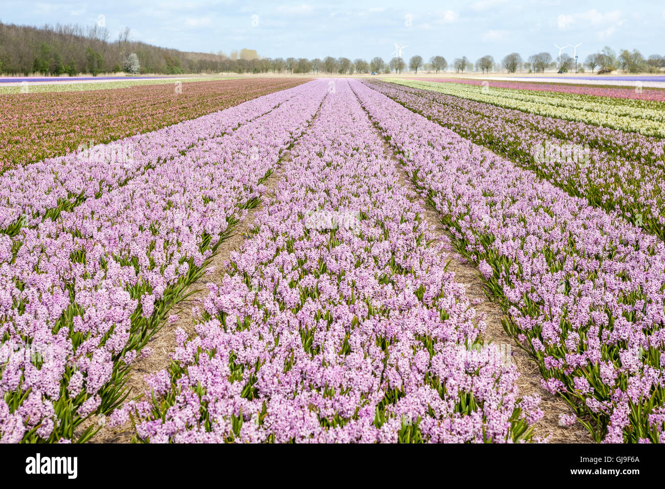 these fields with hyacinths in Amsterdam Stock Photo - Alamy