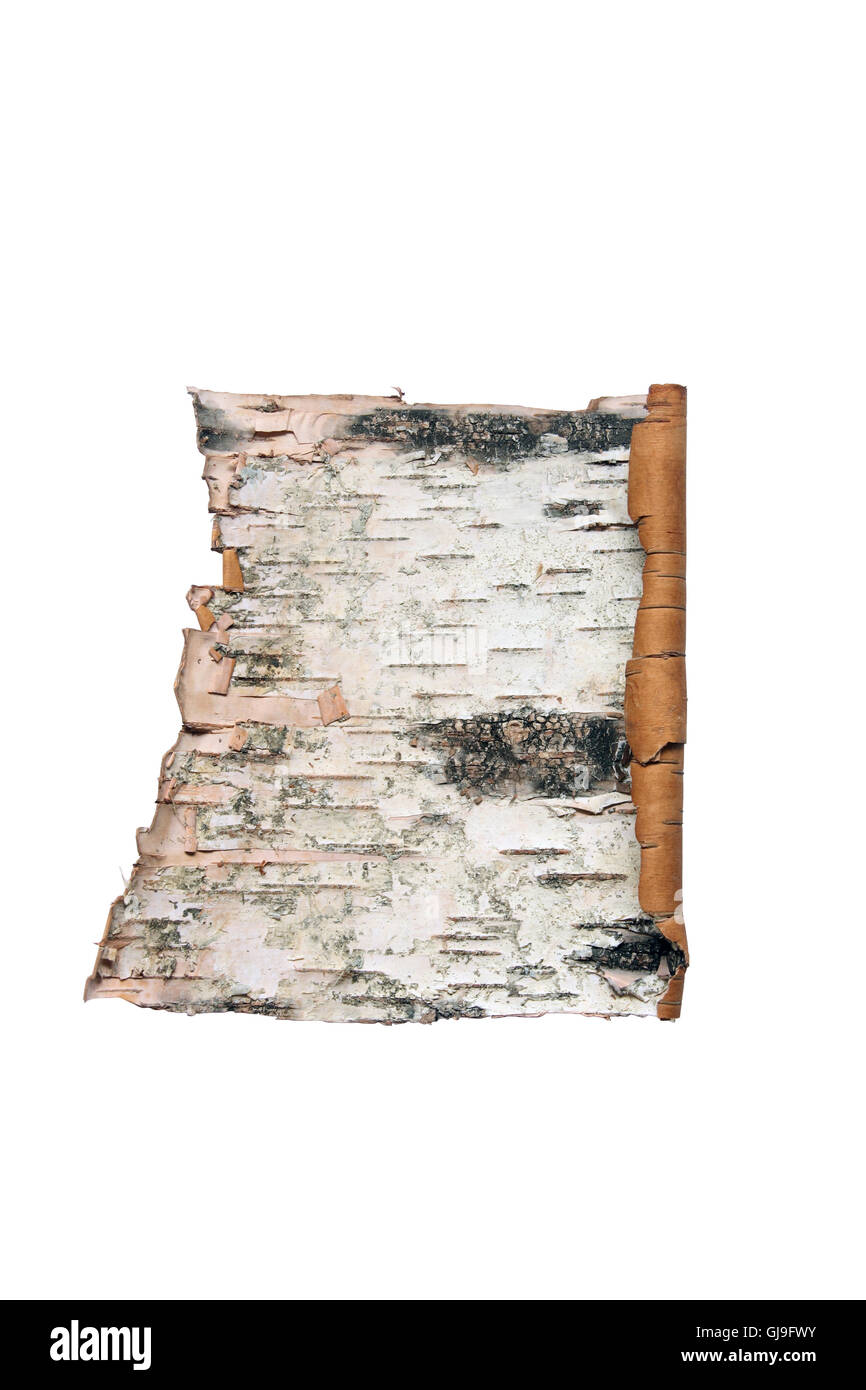 Bark Of The Birch Stock Photo Alamy