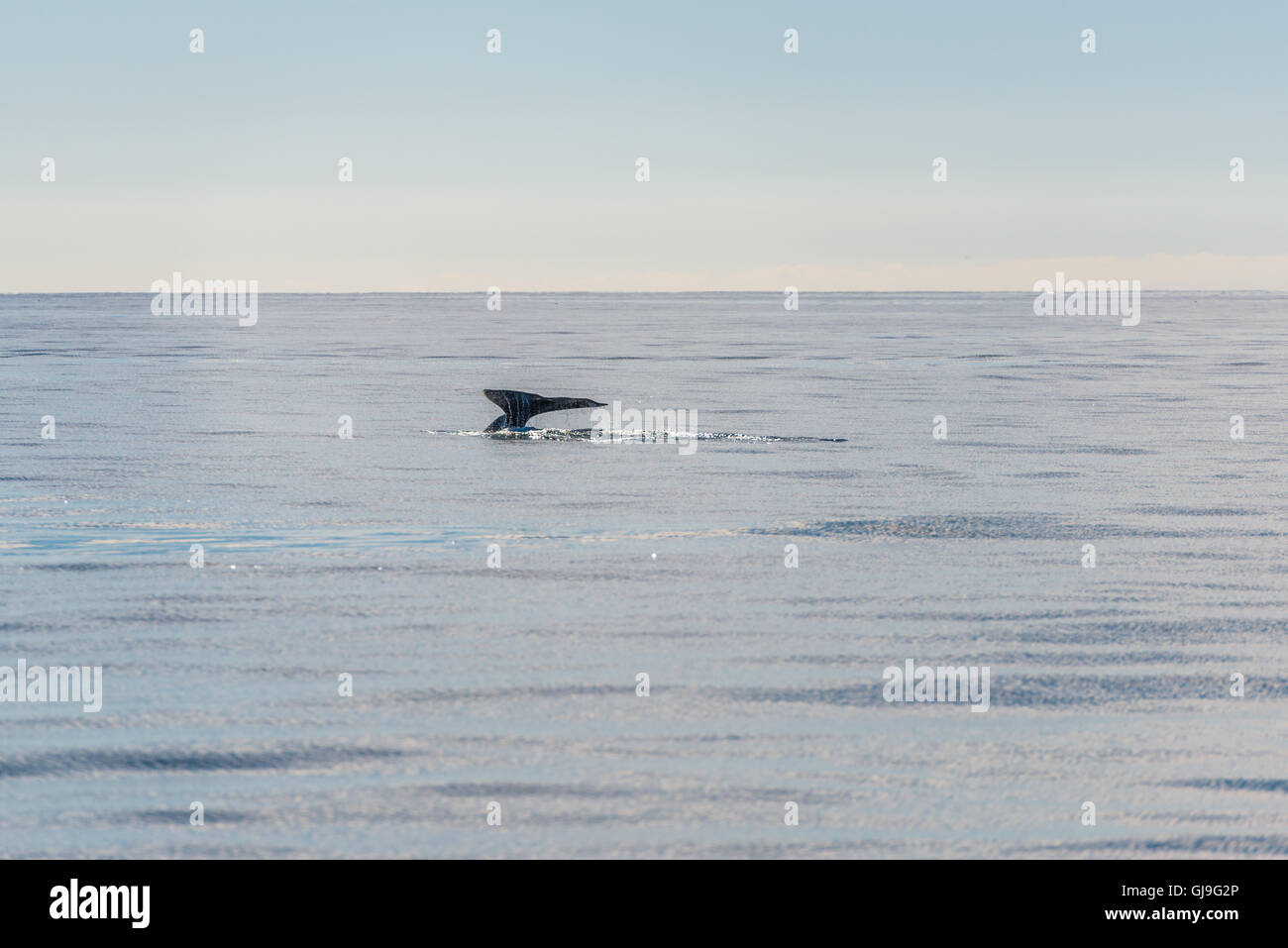 Whale humpback breach hi-res stock photography and images - Alamy