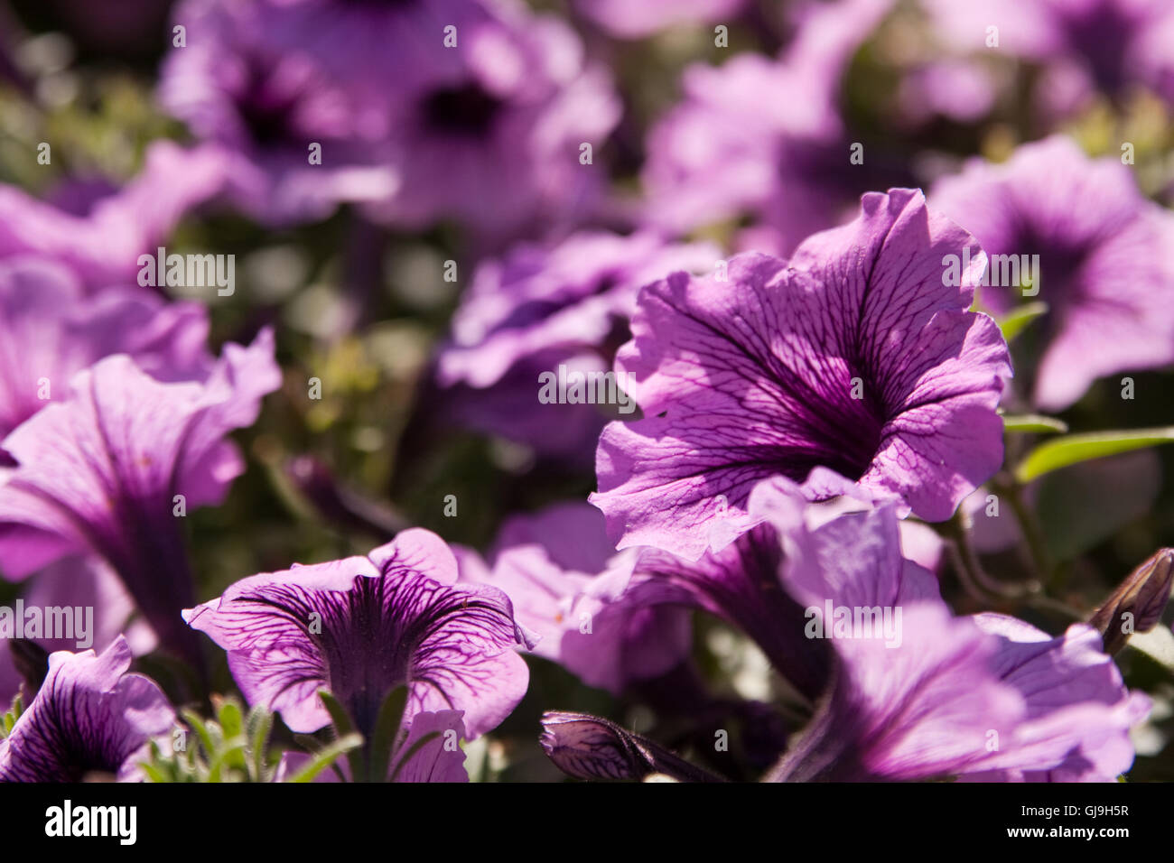 blooming flower bed in the city Stock Photo - Alamy