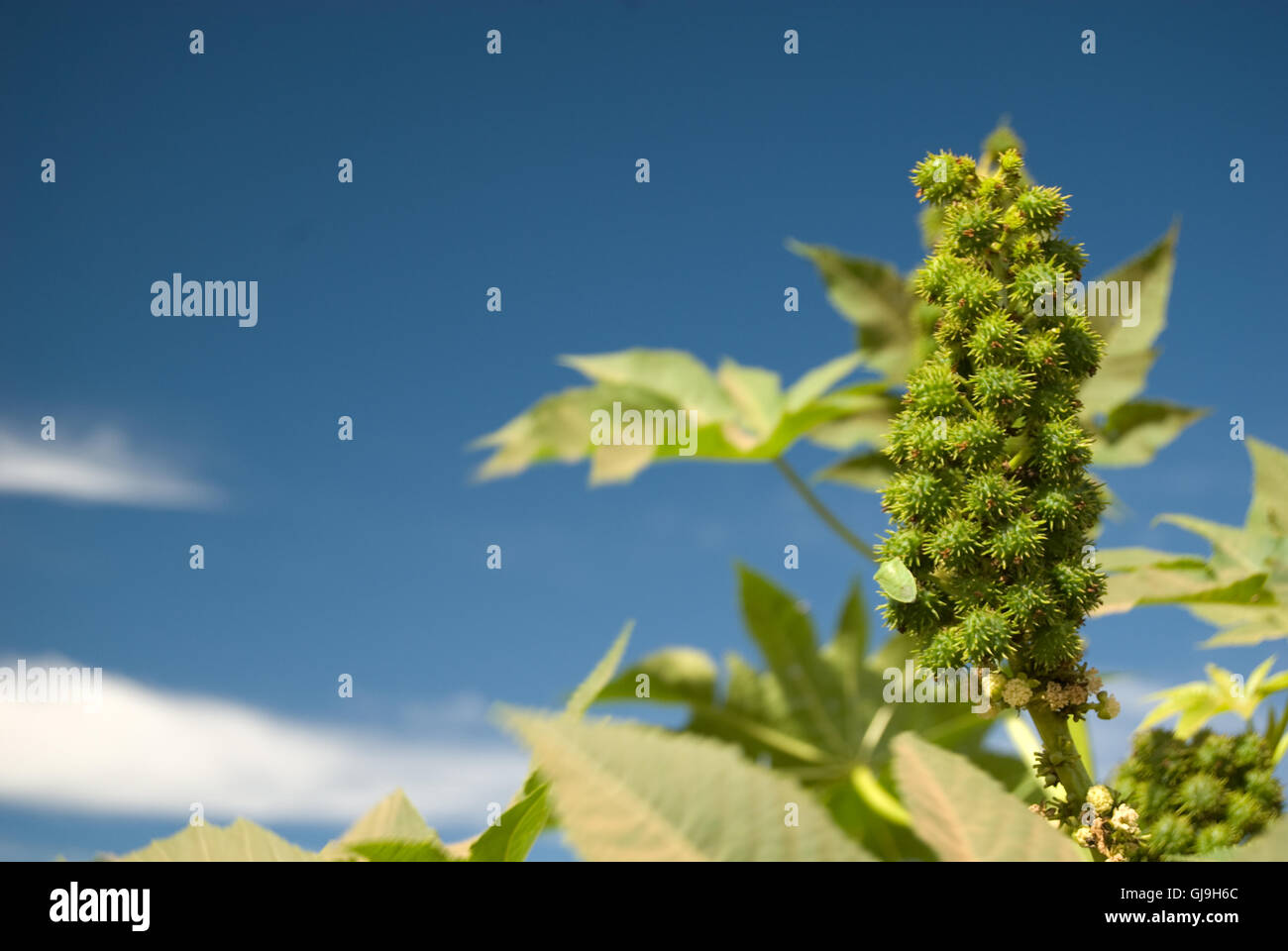 Castor Seed Stock Photo Alamy