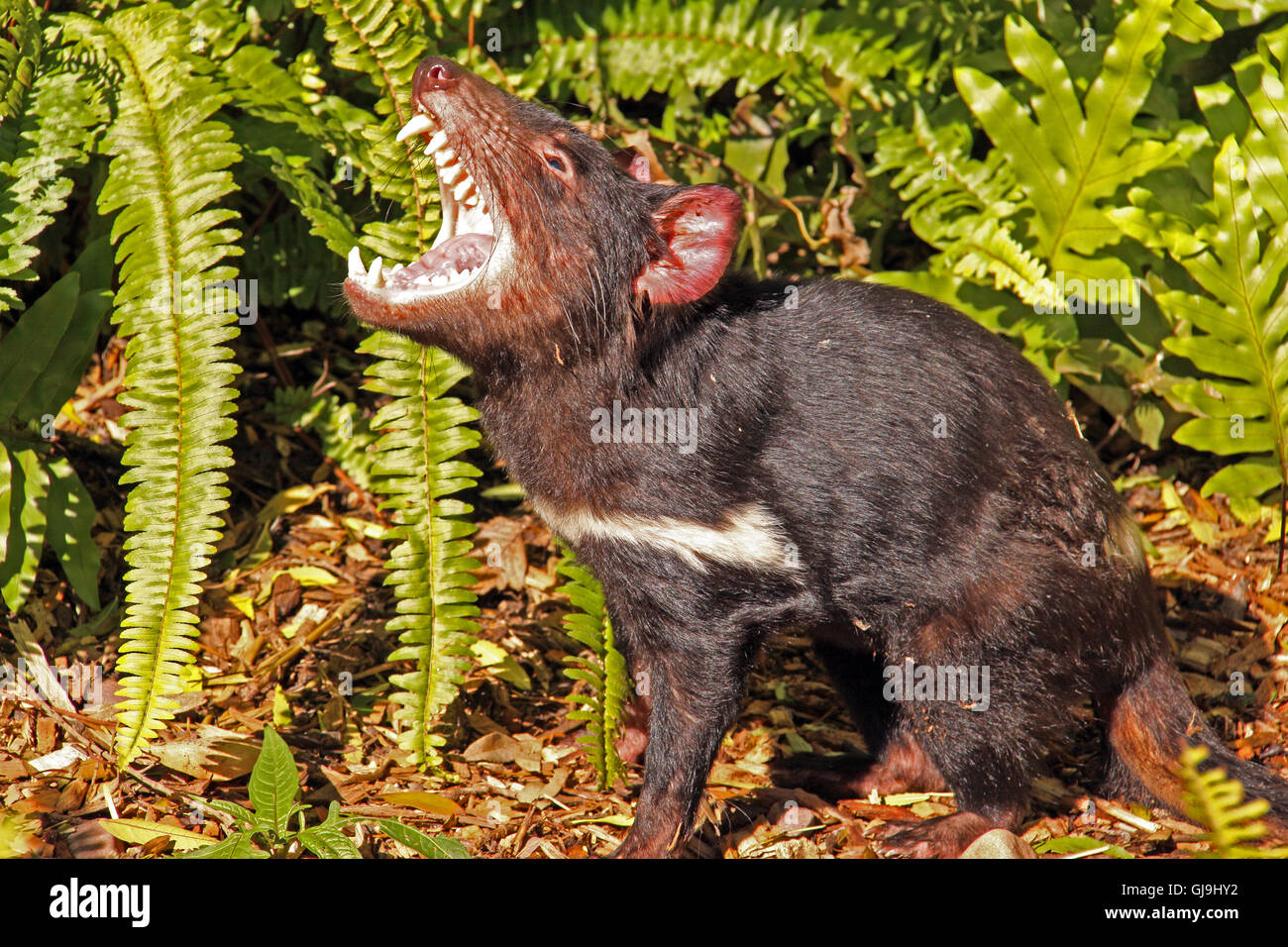 Tasmanian Devil growling Stock Photo