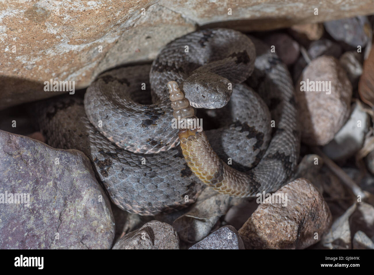 Female Banded Rock Rattlesnake, (Crotalus lepidus klauberi), Huachuca ...