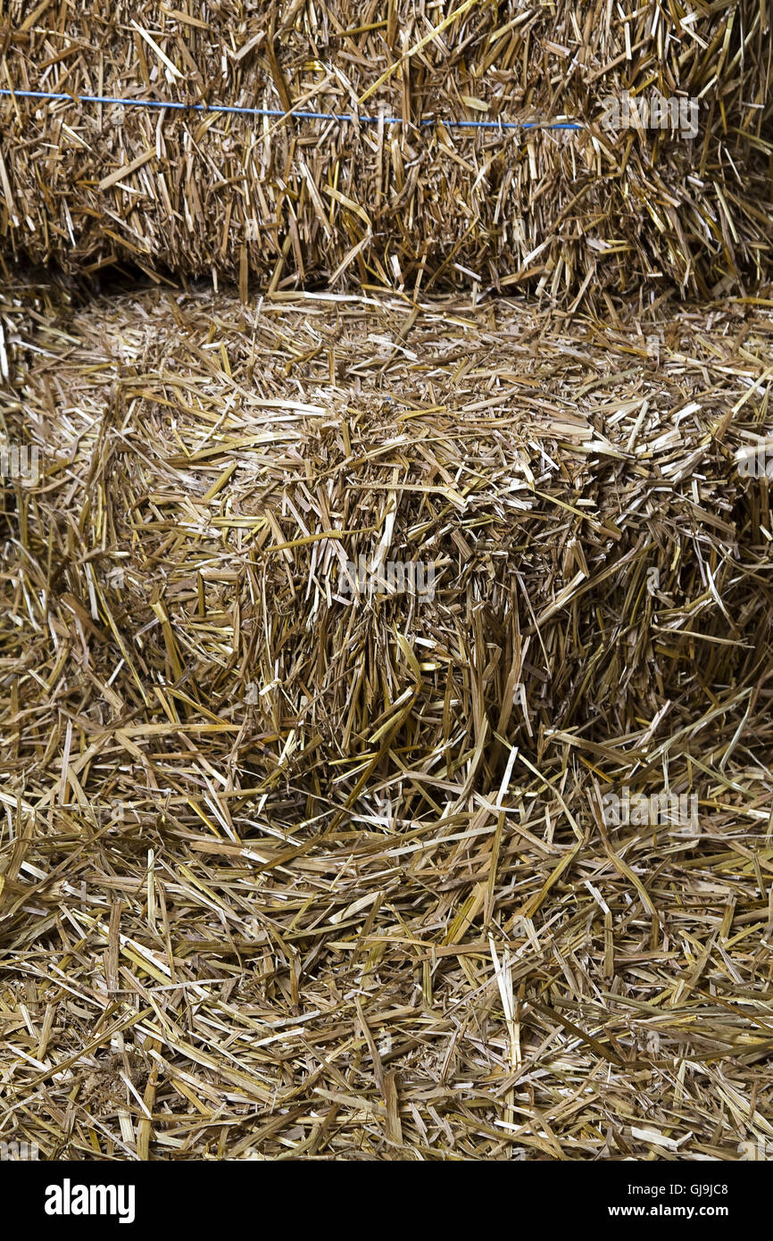 Bales of straw Stock Photo Alamy