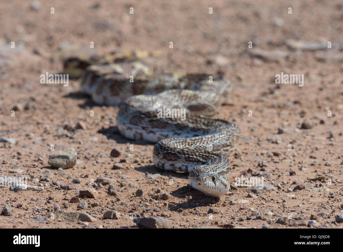 Sonoran Gopher Snake, (Pituophis catenifer affinis(, Huachuca Mountains, Arizona, USA. Stock Photo