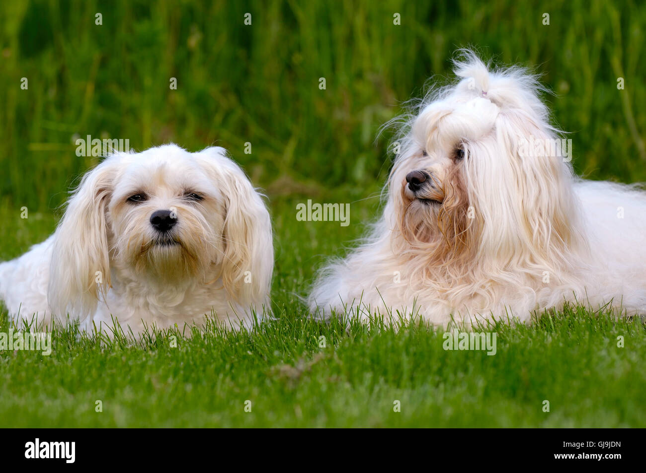Dogs resting on grass Stock Photo - Alamy