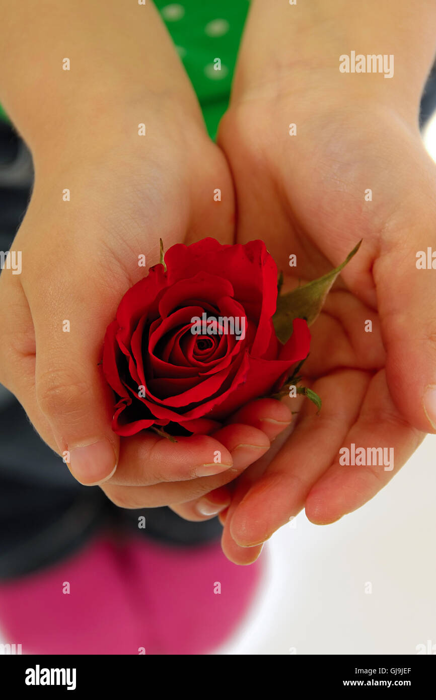 Child holding rose flower in hand Stock Photo Alamy