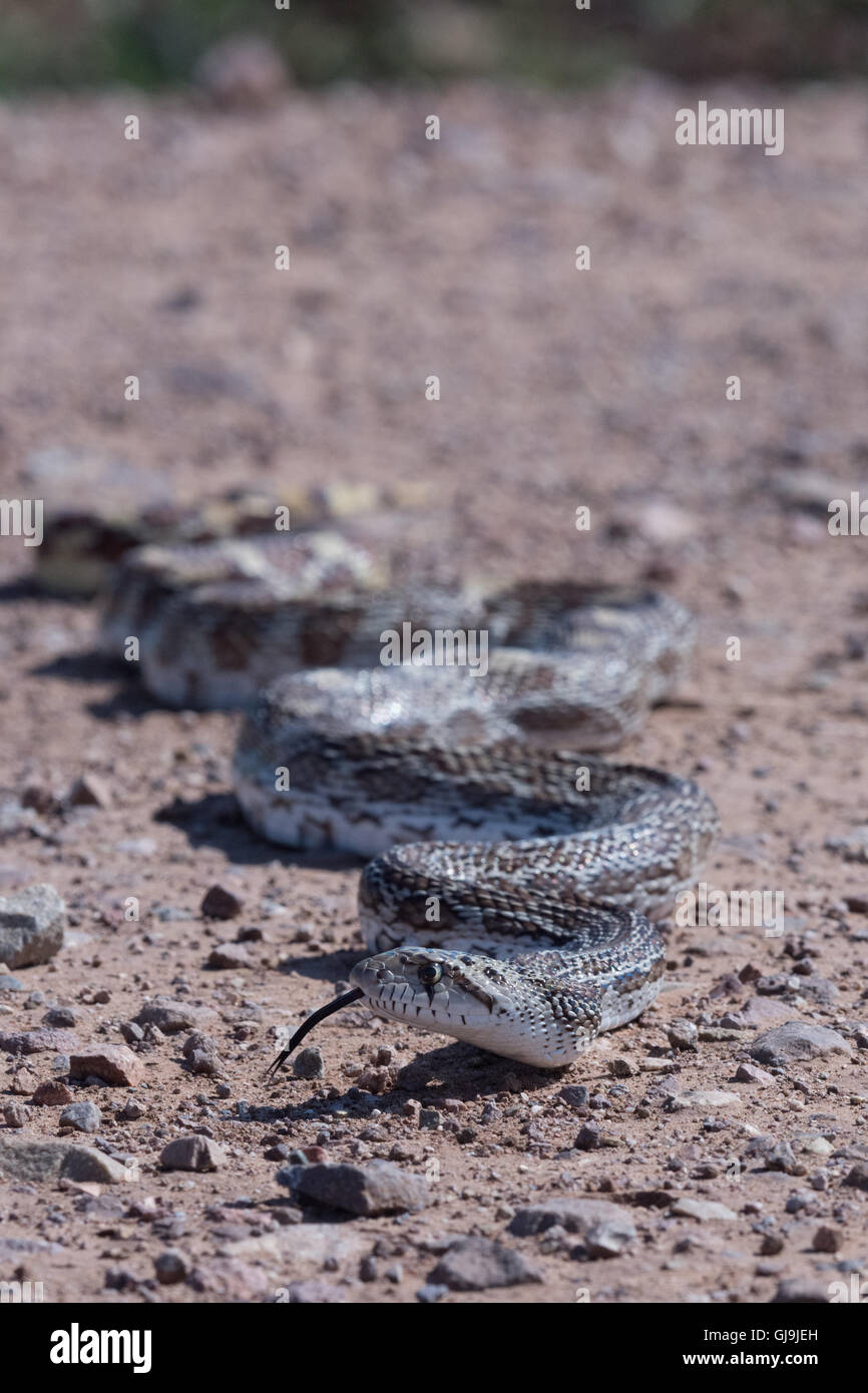 Sonoran Gopher Snake, (Pituophis catenifer affinis(, Huachuca Mountains, Arizona, USA. Stock Photo