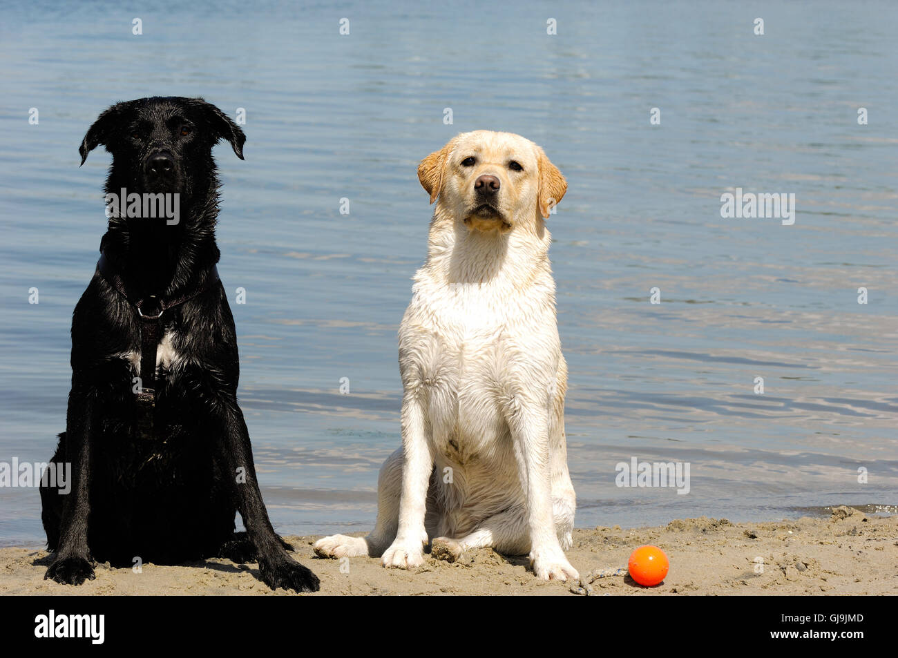 OLD VS YOUNG DOG visual data 4